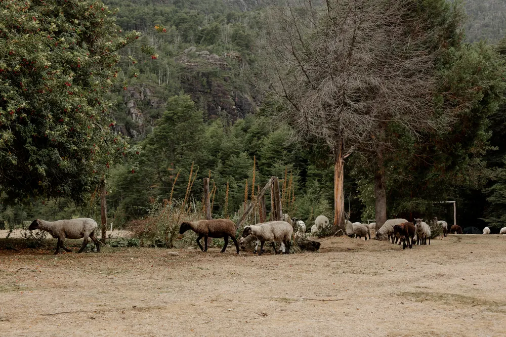 Ovejas en el valle del Puelo